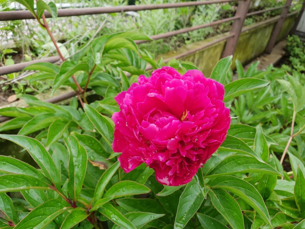 Domus Rose Rooms 博尔扎诺 外观 照片