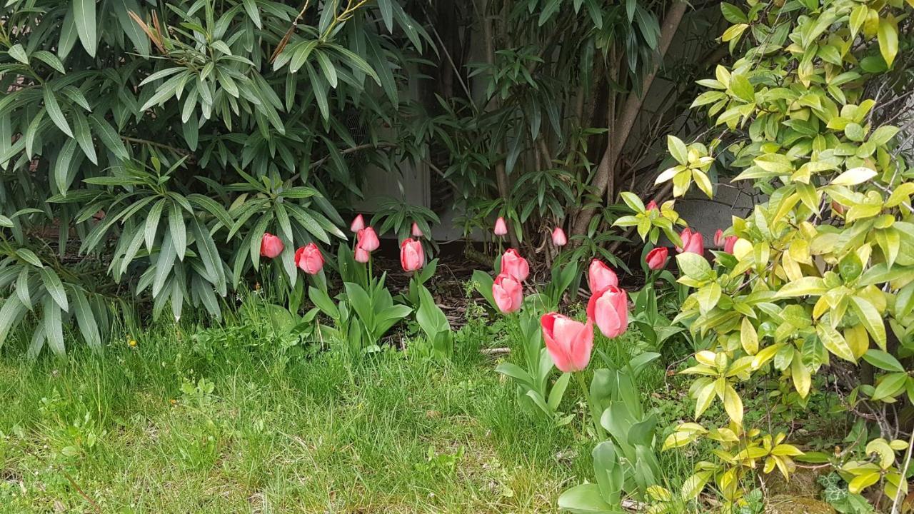 Domus Rose Rooms 博尔扎诺 外观 照片